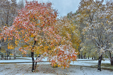 Colorful wild apple tree in city park after first snowfall - late autumn or early winter landscape....