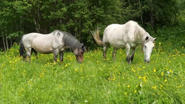 Vacation landscape. Horse outdoor in evening. Russian Altai mountains. Multa region. Holiday at home. Staycation concept. Reduce carbon footprint. Sustainable lifestyle. Holiday trail. Local travel