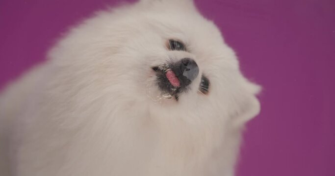 close up on a pomeranian dog licking his mouth and the glass in front of him on purple background