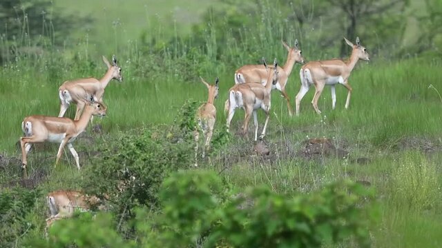 The Blackbucks forms three types of small groups, females,males,and bachelor herds.female blackbuck group in green habitat looks wonderful.