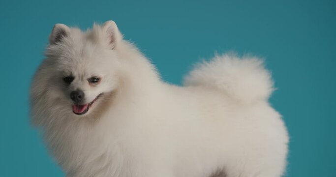 little pomeranian dog turning his face from side to the camera, panting then leaving on blue background