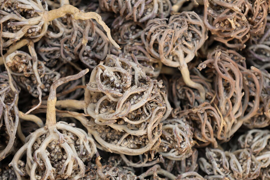 Pile of dried flower of maryam, also called the hand of Fatima. Herbal and alternative medicine. Anastatica hierochuntica. Shrub used for its medicinal properties in childbirth