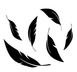 Flock of black feathers falling isolated on white background. Vector