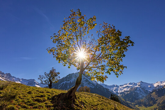 Hinterstein - Allg&auml;u - Herbst - Ahorn - Alpen - Oktober