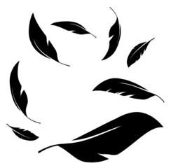 Flock of black feathers falling isolated on white background. Vector