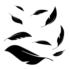 Flock of black feathers falling isolated on white background. Vector