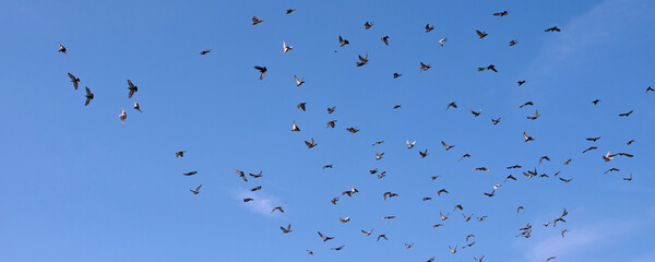 Flock of pigeons flying against blue sky　青空を飛ぶ鳩の群れ