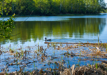 Photo of a duck swimming on a river in a forest with trees