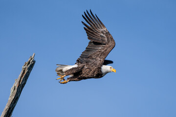american bald eagle