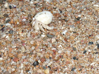 Crab