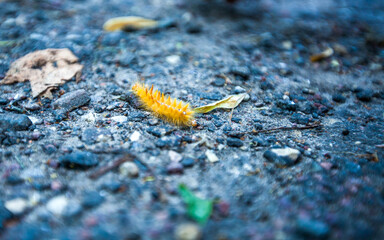 Photo of a yellow caterpillar crawling on the asphalt
