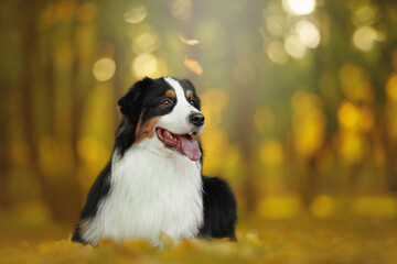 australian shepherd dog in gold autumn sunser nature