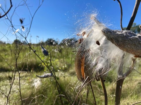Split milkweed seed pods with white fluffy silk 
