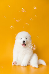 samoyed puppy dog with bubbles on yellow background