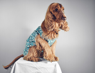 Cocker spaniel dog with clothes