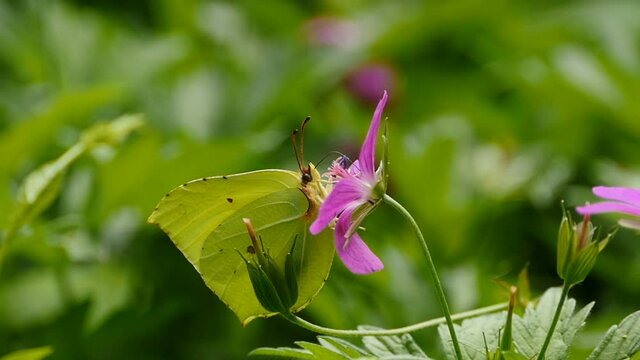 inconspicuous green butterfly drinks nectar from a flower with its proboscis