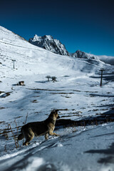 Fototapeta na wymiar Wolf in the mountains. Dog in the mountains. Snow Wolf. Mountain animals.