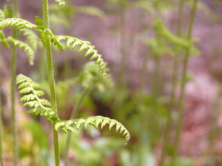 fern in the forest