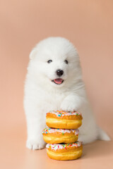 samoyed puppy dog on beige background with sweet donuts © Krystsina