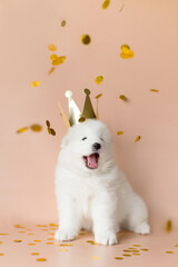 Fototapeta na wymiar samoyed puppy dog in crown with gold confetti on beige background