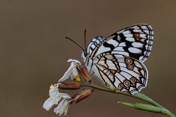 Day butterfly perched on flower, Melanargia ines.