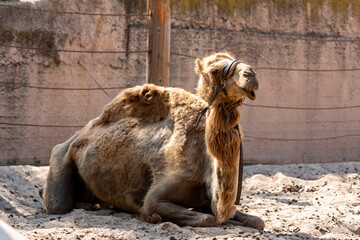Camel sleeping on the sand with closed eyes. Portrait of a tired dromedary lying on the ground. Camels relaxing in zoo with the mouth open waiting for food. photography of domestic animal, mammal