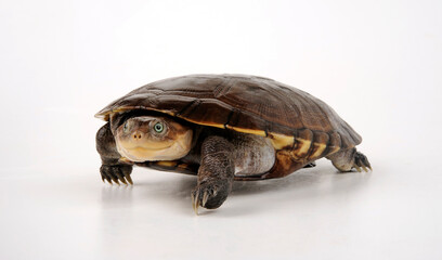 West African Black Forest Turtle // Schwarze Pelomedusenschildkröte (Pelusios niger)