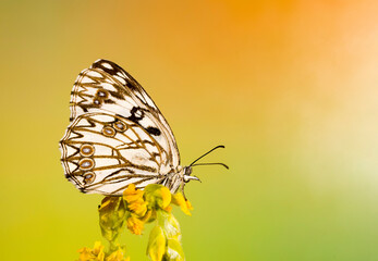 Day butterfly perched on flower, Melanargia occitanica