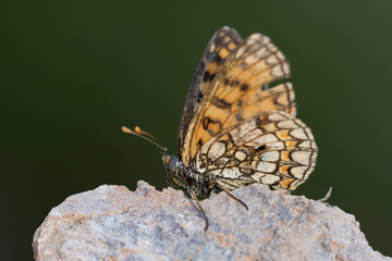 Day butterfly perched on flower, Melitaea celadussa
