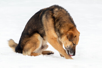 A large brown dog on the snow washes its paws