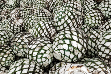 Tequila and Mezcal  production factory distillery