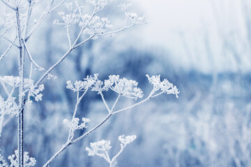 Snow-covered dry branches of plants on a background of winter forest, winter view
