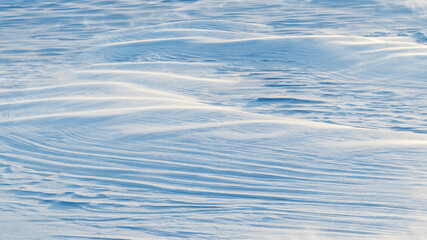 Snowy background, snow-covered wavy surface of the earth after a blizzard in the morning in the...