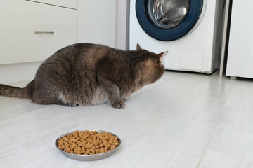 Poor quality cat food, cat diseases and poor appetite. Domestic gray cat turned away from the bowl...