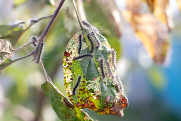 Caterpillars on apple leaves damage the tree. Garden pests