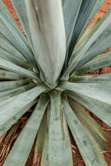 Landscape of agave plants to produce tequila