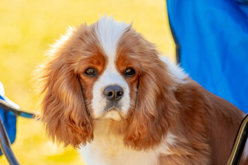 Fototapeta premium Close-up of a Cavalier King Charles Spaniel dog looking intently at the camera