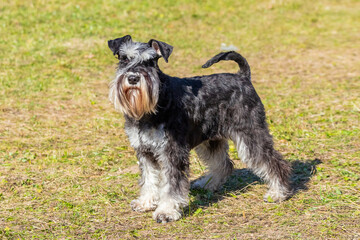 Shaggy dog breed miniature schnauzer in the park on the grass in sunny weather