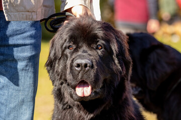 Obraz premium Big black dog breed Newfoundland close up near his owner