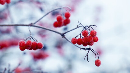 Viburnum bush with frost-covered red berries and branches