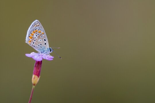 Day butterfly perched on flower, Polyommatus celina