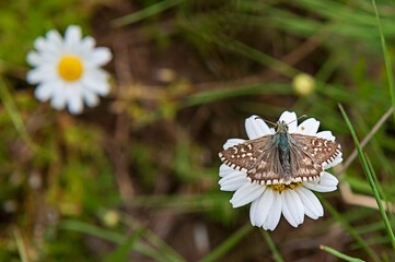 Day butterfly perched on flower, Pyrgus alveus.