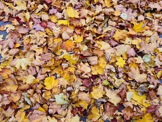 Beautiful and varied yellow leaf colors on trees and bushes in autumn