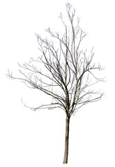 small tree with bare branches on white