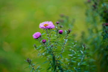 purple autumn flowers on green background
