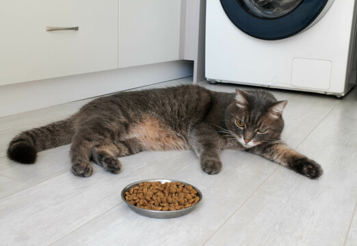 A domestic gray cat with different eyes refuses to eat dry food. The cat is lying next to his bowl on the white floor. Poor-quality cat food, feline diseases and poor appetite.