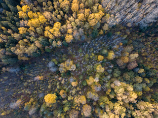 autumn forest view from drone camera