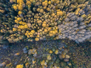 autumn forest view from drone camera