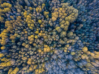 autumn forest view from drone camera