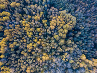 autumn forest view from drone camera